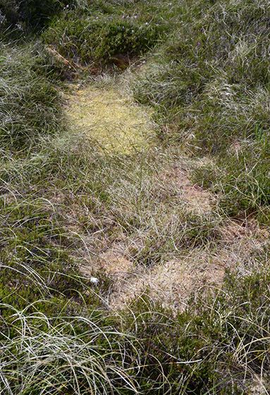Peat - smaller format