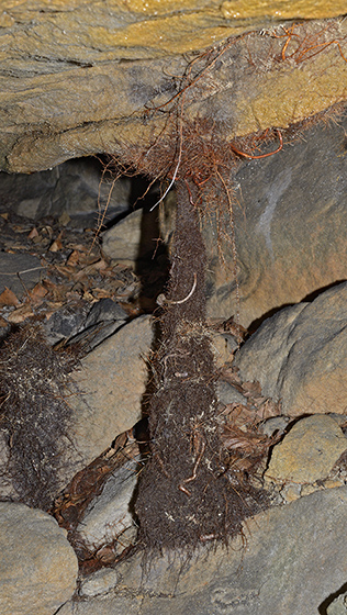 Root stalagmite - smaller format