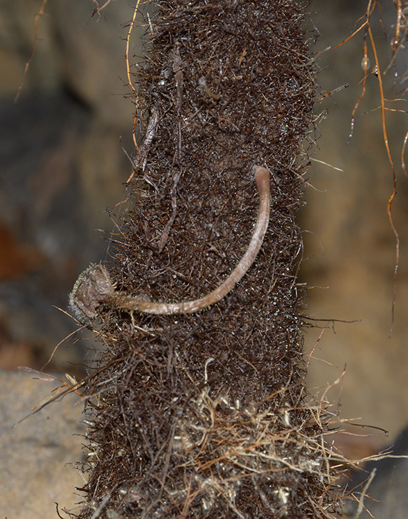 Root stalagmite - larger format
