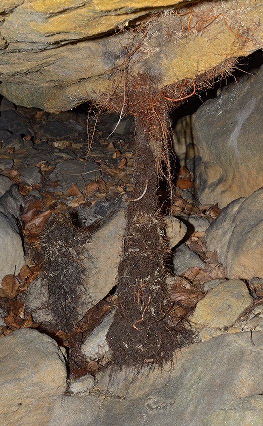 Kořenový krápník - větší formát