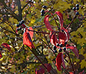 Colors - main link