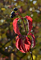 Colors - main link