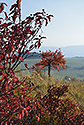 Colors - main link