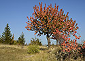 Colors - main link