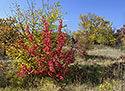 Colors - main link