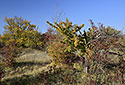 On "Lejkov" - main link