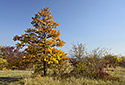 Colors - main link