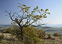 On "Lejkov" - main link
