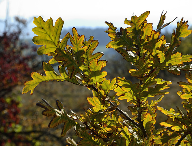 Leaves - smaller format