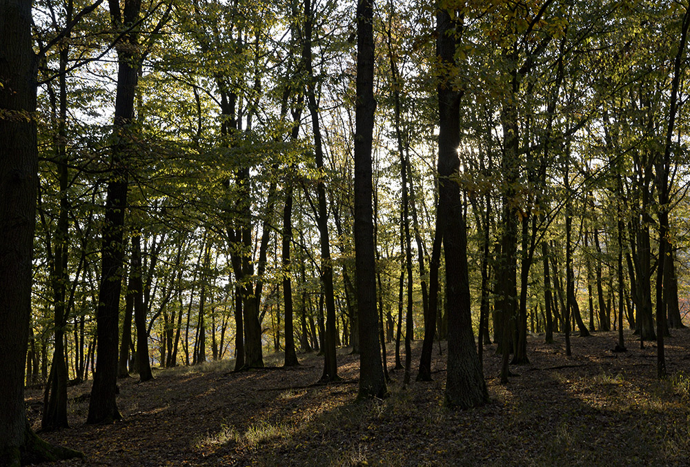 Oak forest - larger format