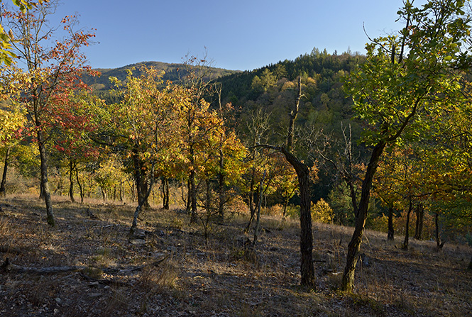 Oak forest - smaller format