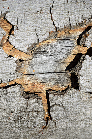 Bark - smaller format