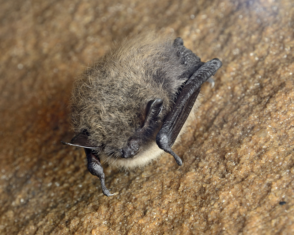 Bat - larger format