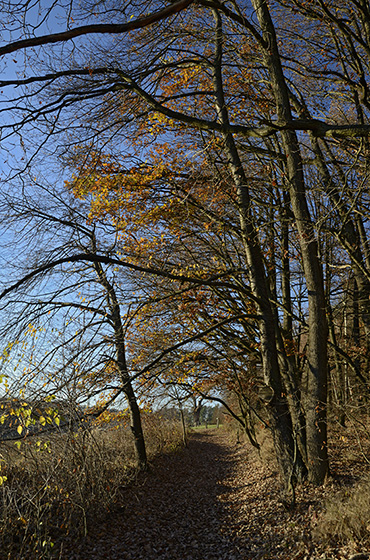 On the "Old Goose Path" - smaller format