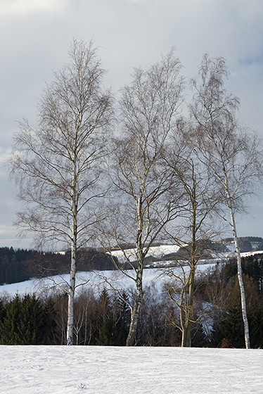Birches - smaller format