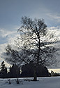 Birch - main link