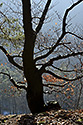 Silhouette - main link