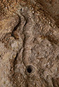 Ichnofossil? - main link