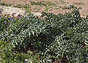 Thistles - main link