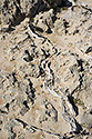 Vein - main link