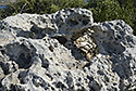 Perforated stones - main link