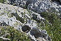 Perforated stones - main link