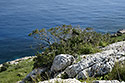 Blue sea - main link