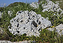 Perforated stones - main link