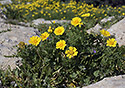 Glebionis coronaria - main link