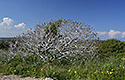 Shrub - main link