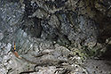 Cave - main link