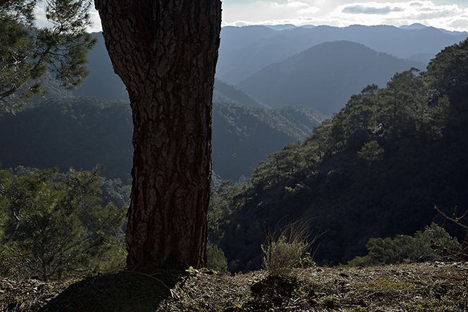 Face of Troodos - smaller format