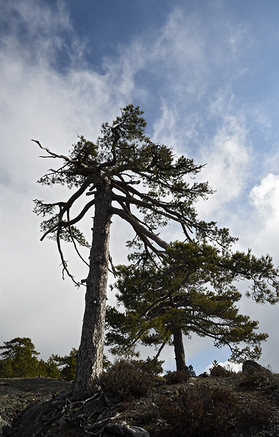 Pines - larger format