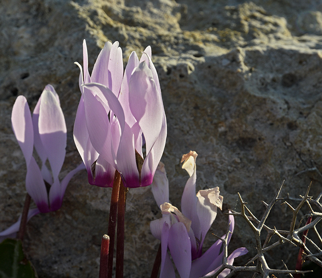 Cyclamen - smaller format