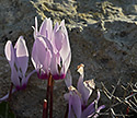 Cyclamen - main link