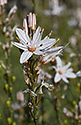 Asphodel - main link