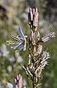 Asphodel - main link
