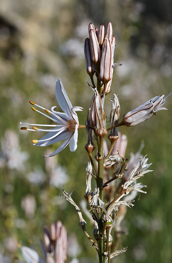 Asphodel - larger format