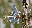 Asphodel - main link