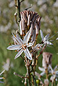 Asphodel - main link