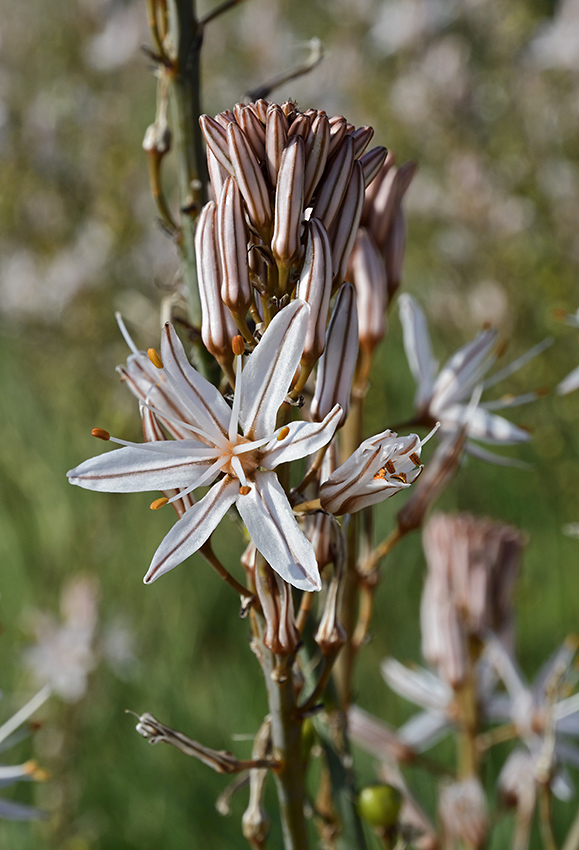 Asphodel - larger format