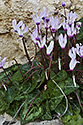 Cyclamen - main link