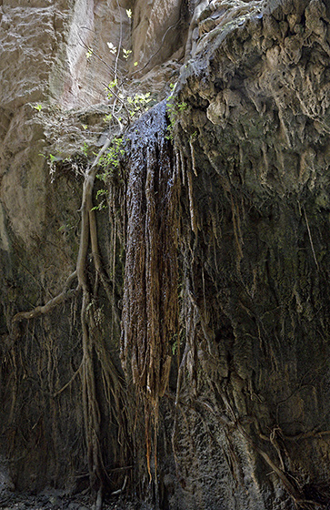 Root-dripstone - smaller format