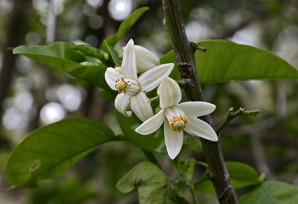 Orange tree flowers - larger format