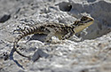 Lizard - main link