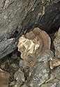 Former dripstone - main link