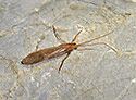 Caddis fly - main link