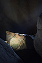 Stone - main link