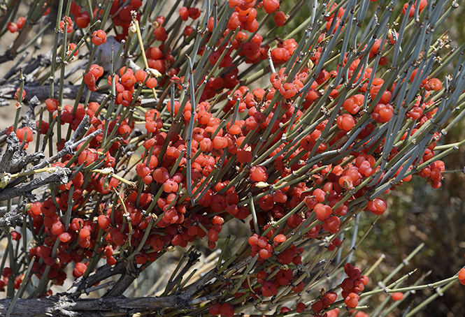 Ephedra - smaller format