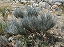 Ephedra - main link